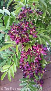 Image result for Millettia eetveldeana