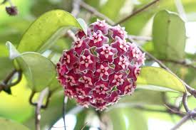 Image result for hoya plant flower