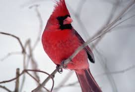 Birds Of Northern Illinois The Cardinal Is Illinois State Bird State Birds Illinois Animal Photo