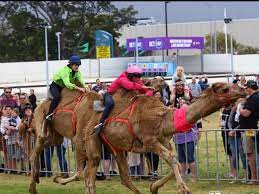 Gosford showground is crown land which was dedicated for showground purposes in 1912. Camel Races At Gosford Showgrounds 22 Aug 2020