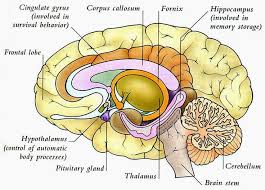 Image result for detailed illustration of human brain