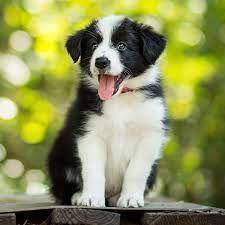 Border Collie Pdsa