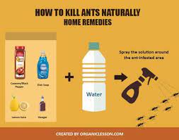 You can purchase commercial ant bait or use a more. How To Get Rid Of Ants In The House With Natural Home Remedies Get Rid Of Ants Rid Of Ants Kill Ants Naturally