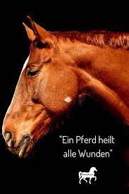 das wunder pferd pferde zitate pferdespruche pferd
