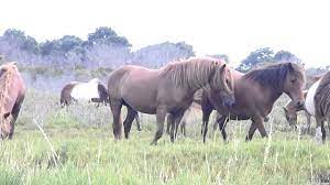 Wild Horses Mating Youtube