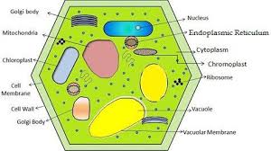 Difference Between Plant Cell And Animal Cell With