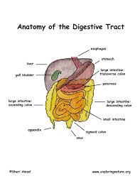 A digestive system is a group of organs consisting of the central gastrointestinal (gi) tract and its associated accessory organs that break down food into smaller how does the digestive system work? Digestive System Overview