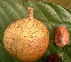 Image result for Mammea