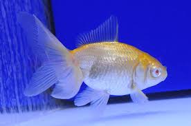 Red Eye Albino Fantail Dandyorandas Com Albino Red Eyes Eyes Carp with only eyes that are red cannot become masters. red eye albino fantail dandyorandas