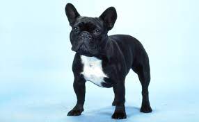 This is why we offer a lifetime health guarantee. French Bulldog Frenchie Road Test Burke S Backyard
