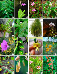 Image result for Justicia tenella