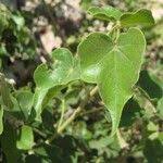 Image result for Sterculia africana