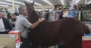 Check spelling or type a new query. Confused Horse Walks Right Into Hobby Lobby For Some Shopping