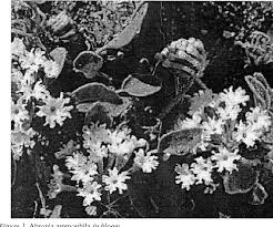 Check spelling or type a new query. Pdf Yellowstone Sand Verbena Abronia Ammophila A Yellowstone Lake Endemic Semantic Scholar