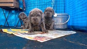 It's not for sale, it is neapolitan mastiff puppies available for sale on request. Neapolitan Mastiff Puppies In Bangalore India Youtube