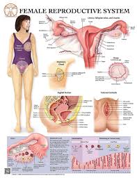 It comprises a head, neck, trunk (which includes the thorax and abdomen), arms and hands, legs and feet. Anatomy Of The Female Reproductive System Laminated Wall Chart With Digital Download Code