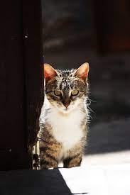 lovely cat cat bursa by cansuo via flickr kedi kedi kopek cok sirin hayvanlar