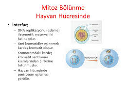 Mitoz Bolunme Hayvan Hucresinde Ppt Video Online Indir