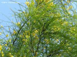 The fruit, or tuna, which ranges from red to deep maroon when ripe, makes a very good jelly. Tree Following June 2015 May Flowers My Gardener Says