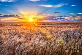 Register as a judge or steward. For Amber Waves Of Grain Photograph By Jean Hutchison