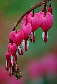 Lamprocapnos Spectabilis A K A Bleeding Heart Native Tosiberia N China Korea Japan Rhizomatous Unusual Flowers Bleeding Heart Flower Beautiful Flowers
