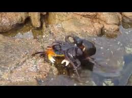 An Octopus Attacked A Crab In Western Australia And It S Insane Octopus Octopus Eating Crab