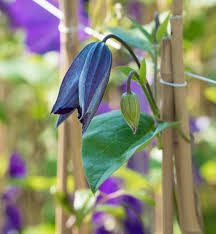 Prized for its purple flowers and vigorously climbing growth habit, jackman clematis (clematis x jackmanii) is a perennial flowering vine widely. Waldrebe Jackmanii Superba Clematis Jackmanii Superba Gunstig Online Kaufen