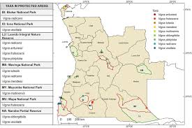 Image result for Vigna multinervis