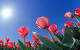 Beautiful Flower Wallpaper