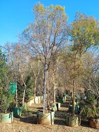 Image result for Heteropyxis natalensis