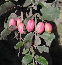 Image result for Cryptocarya