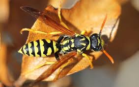 Blue, purple, white and yellow flowers are most attractive to wasps so avoid these where possible. How To Keep Wasps Away From Your Gilbert Yard