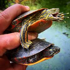 Maybe you would like to learn more about one of these? The Beauty Of Painted Turtles Turtles Kingston ÙÙŠØ³Ø¨ÙˆÙƒ