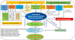 Image result for Rhynchotropis
