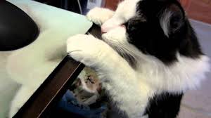 They contain fiber, vitamins c & a and can be fed raw or frozen. Can Cats Eat Peas Cat Kingpin