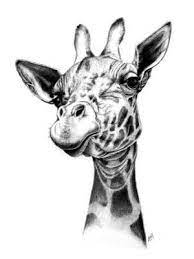 Pin On Animals