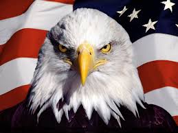 Free photo: American Bald Eagle - America, Staring, Prey - Free ...