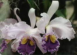 Cattleya Flower Cattleya Cattleya Orchid Flower Pictures