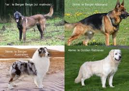 Un nom qui sonne bien. Race De Chien Le Top 20 Des Races En 2016 Animal Fute