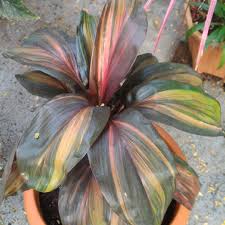 Oct 13, 2009 · the quality of the irrigation water is an issue with plants that are susceptible to fluorine and chlorine, such as corn plant (dracaena), ti plant (cordyline), peacock plant (maranta), and rattlesnake plant (calathea) (figure 4). Cordyline Fruticosa Chocolate Queen Hawaiian Ti Plant Chocolate Queen In Gardentags Plant Encyclopedia