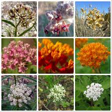 Image result for Asclepias adscendens