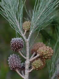 Image result for Casuarina littoralis