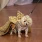 Celebrity Catwalk SC Pet Fashion Week