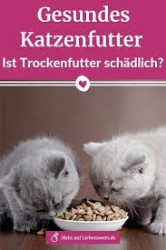 gesundes katzenfutter ist trockenfutter schadlich gesundes katzenfutter katzen futter katzenfutter