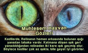 Muhtesem Hayvan Gozleri Adnan Oktar Hayvanlar Hayvan Gozleri Animals Eyes Eyes Green Eyes Blue Eyes Http Adnanoktar C Hayvan Gozler Hayvanlar