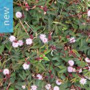 Image result for Neorautanenia