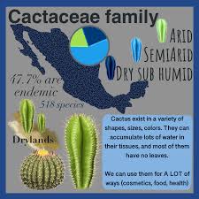 Image result for Cactaceae