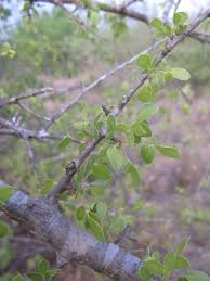 Image result for Commiphora tenuipetiolata