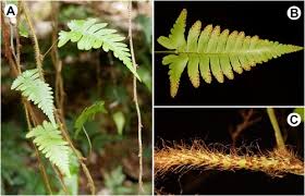 Image result for Crepidomanes chevalieri