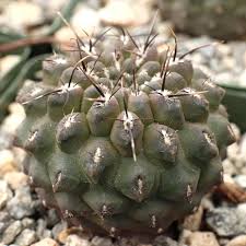 Image result for Eriochrysis